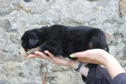Bouvier Bernois  Chiot 5 De La Vallée De L'Hyrome photo 3