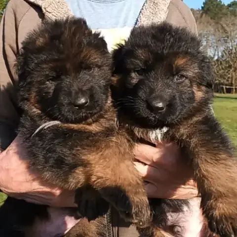 Chiots Berger Allemand Poils Longs