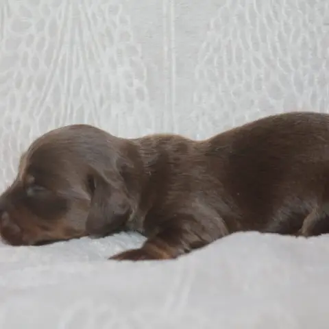 Teckel Poil Long 
                        Chiot N°4 D 30c69 photo 2