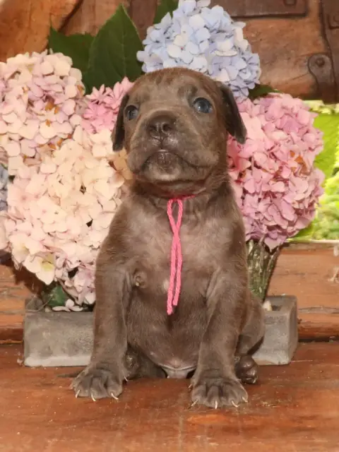 Cane Corso  Collier Violet Du Domaine Des Vents Landa 7a065
