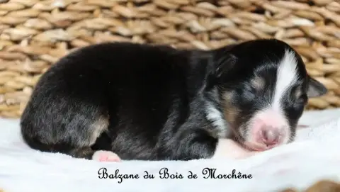 Shetland Sheepdog  Balzane Du Bois De Morchène photo 3