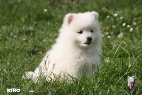 Spitz Japonais  Chiot Collier Vert- photo 3