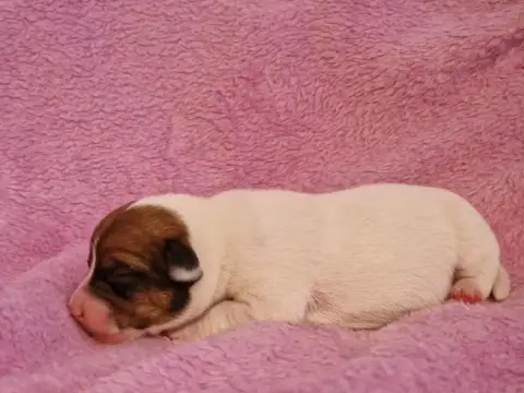 Jack Russell Terrier photo 2