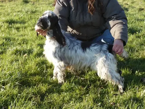 Cocker Spaniel Anglais  M3 - photo 3