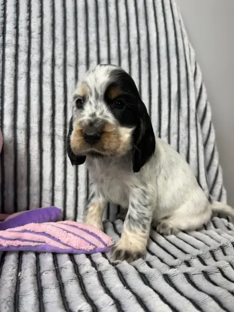 Cocker Spaniel Anglais  Chiot N°2 Du Moulin De Madjur 6c871 photo 2