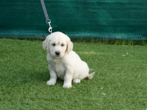 Golden Retriever photo 2