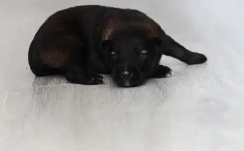 Berger Allemand  Chiot N°2 Au Royaume D'Une Nuit Etoi 78856 photo 2