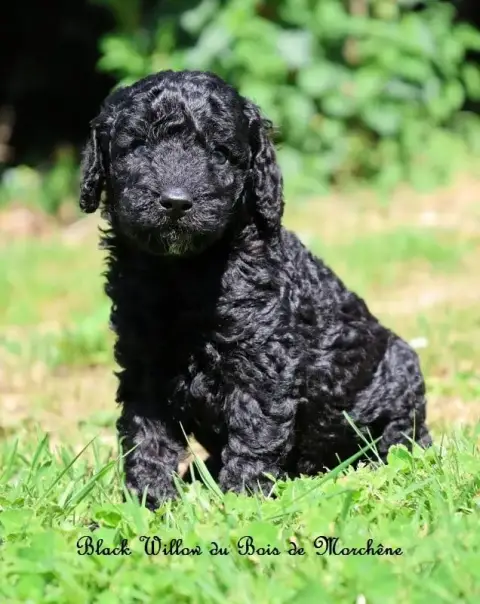 Caniche  Black Willow Du Bois De Morchène photo 2