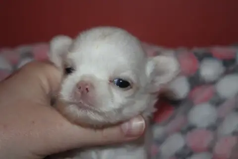 Chihuahua  Barbarella Poupée Des Terres De La Faisand 39e03