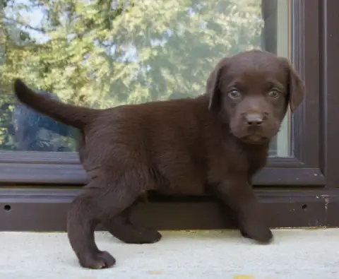Labrador Retriever  Mc3 Des Assards De Pierregourde 674b3 photo 2