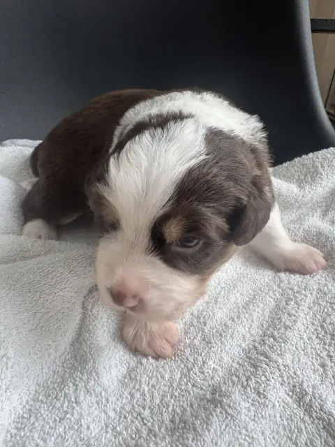 Berger Américain Miniature  Chiot N°1 Du Domaine D'Oz 039d7