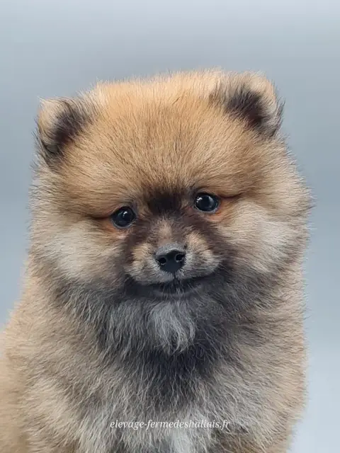 Spitz Allemand  Bambou Du Mont De La Chenaie