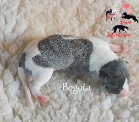Whippet  Bogota Last Adventure