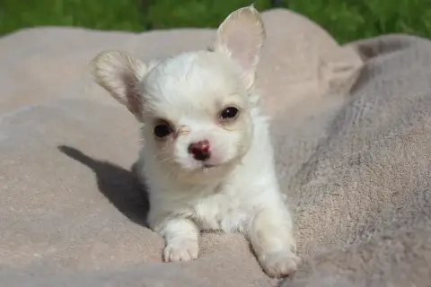 Chihuahua  Basile Des Terres De La Faisanderie photo 2