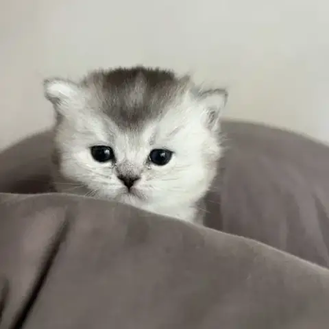 Chaton Femelle British Shorthair Loof À Réserver