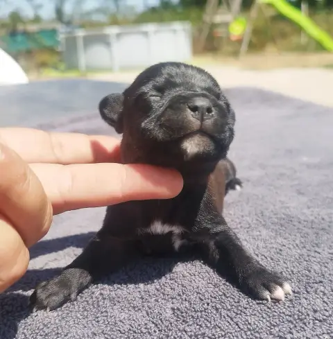 Staffordshire Bull Terrier 
                        C 84c7f photo 3