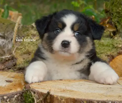 Berger Australien  Chiot N°3 Des Monts De La Gaya Sci 5a46b