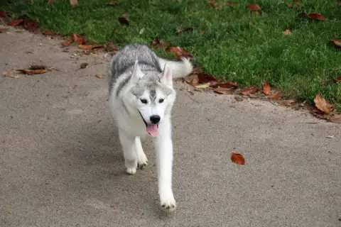 Siberian Husky  M2 Des Legendes Du Triskel