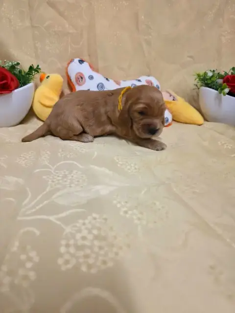 Cocker Spaniel Anglais 
                        B.... 8ee9e photo 2