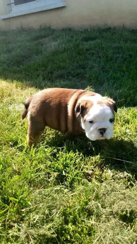 Bulldog Anglais  Chiot N°4 Stocky Family photo 3