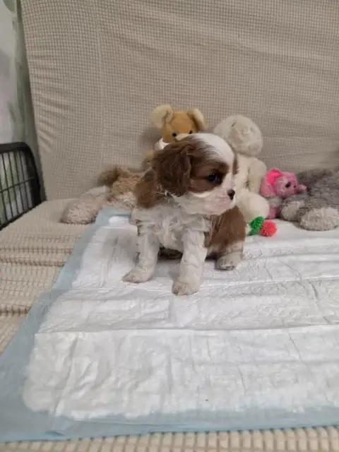 Cavalier King Charles Spaniel  Coliier Vert Foncé Des 2938d photo 3