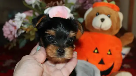 Yorkshire Terrier  Chiot N°1 De La Voie Des Péniches 1c5d0 photo 2