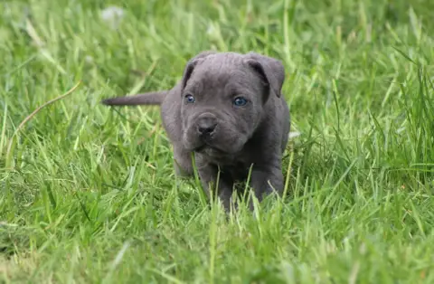 Cane Corso  Chiot N°7 photo 2