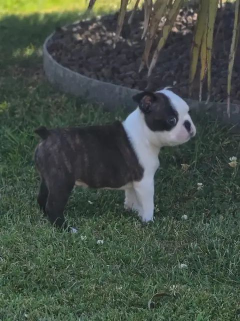 Boston Terrier  Banjo Du Domaine De La Cour Souverain 93104 photo 3