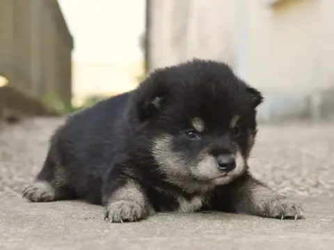 Shiba 
                        Mâle Noir Et Feu De La ceb24