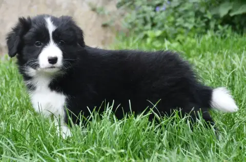 Border Collie  Fille Noire 1 Of Pacific Spirit photo 2