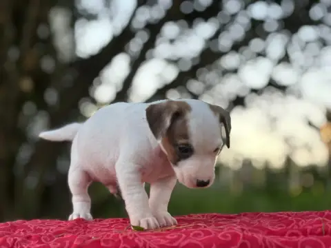 Jack Russell Terrier  Chiot N°1 Du Domaine Des Pattes 7b588 photo 3