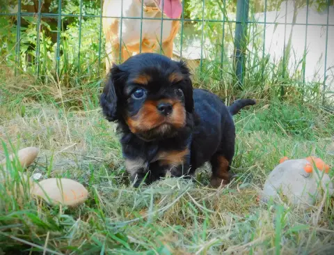 Cavalier King Charles Spaniel  M2 Noir Et Feu Du Para b8a4e photo 2