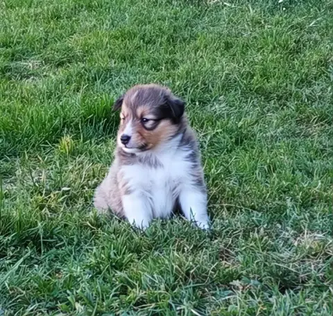 Shetland Sheepdog  Beatles Du Val De Kiwitam