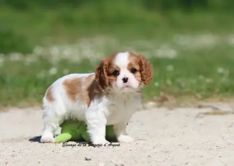 Cavalier King Charles Spaniel  Biscuit De La Bergerie 9eec6 photo 3