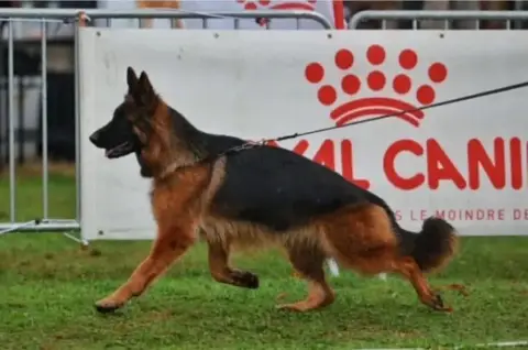Berger Allemand Poil Long  Chiot 2 Du Chemin De L'Odo 5d10d photo 2
