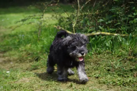 Schnauzer Miniature  Beethoven A L'Ouest Des Prés De  e2eb4
