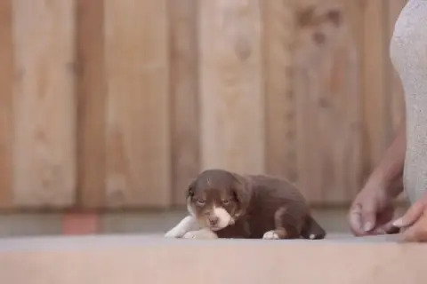 Berger Australien 
                        Chiot 7 De 635b4 photo 3
