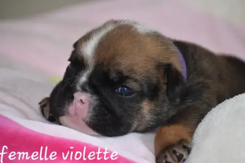 Bulldog Anglais  Femelle Violette Du Monde Des Bulls 2f514