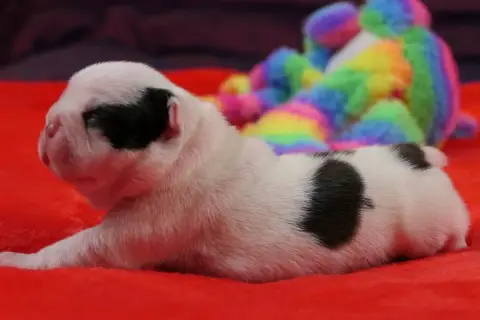Boston Terrier  Chiot 2 Sweeties Doggies photo 3