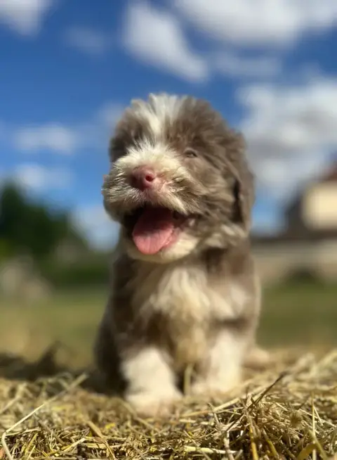 Bearded Collie  Bihan