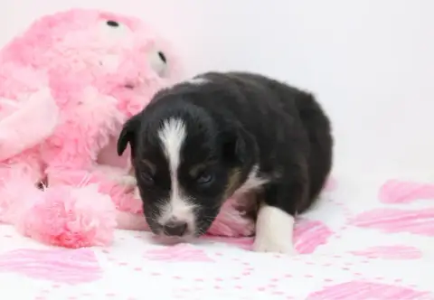 Berger Australien  Chiot N°6 De Windy'Stia photo 3