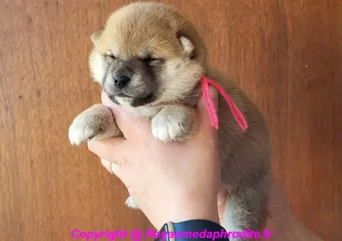 Shiba
