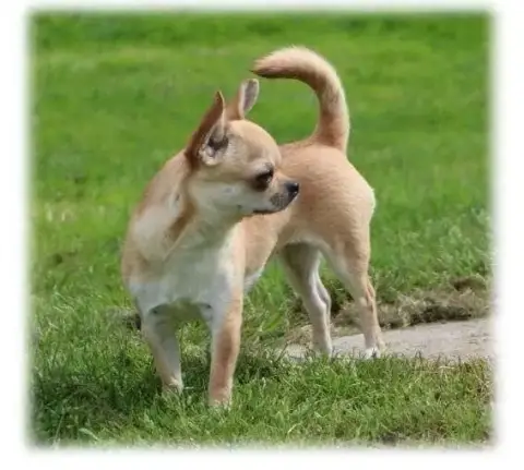 Chihuahua  Chiot N°1 Du Royaume De Matiliane photo 3