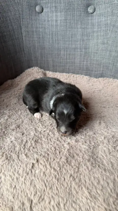 Shetland Sheepdog  Chiot 4 Du Banc Des Hermelles photo 2