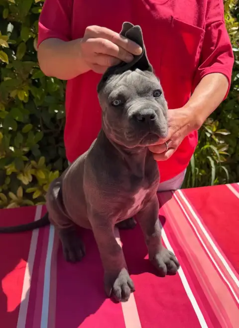 Cane Corso  Bary De La Tour Du Mont D'Or