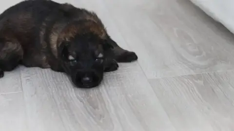 Berger Allemand  Chiot N°9 Au Royaume D'Une Nuit Etoi 6f648 photo 3