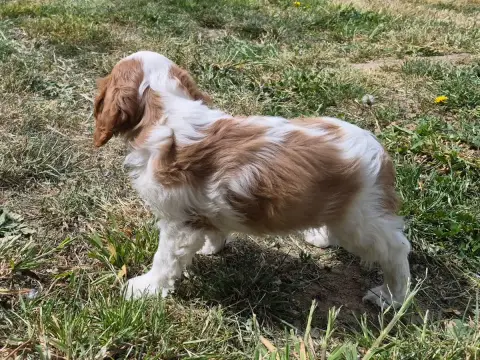 Cavalier King Charles Spaniel  Bolero De Paline photo 3