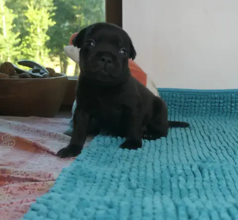 Staffordshire Bull Terrier  Born To Be Wild De Contag cb5da