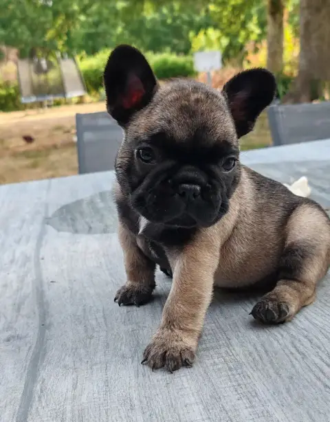 Bouledogue Français 
                        Chiot 4  1889f photo 2