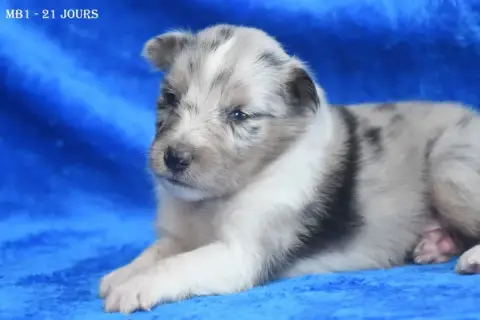 Adopter Shetland Sheepdog 
                        Mâle Bleu  dd8f8
